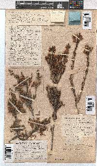 Erica calycina image