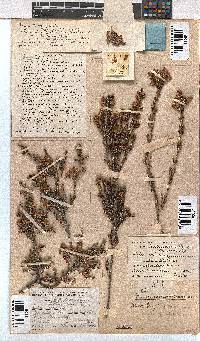 Erica calycina image