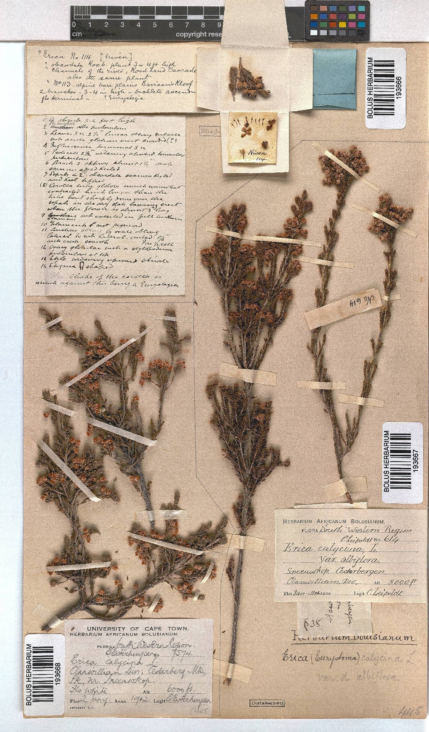 Erica calycina image