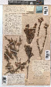 Erica calycina image