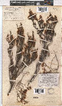 Erica pseudocalycina image