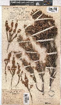 Erica calycina image