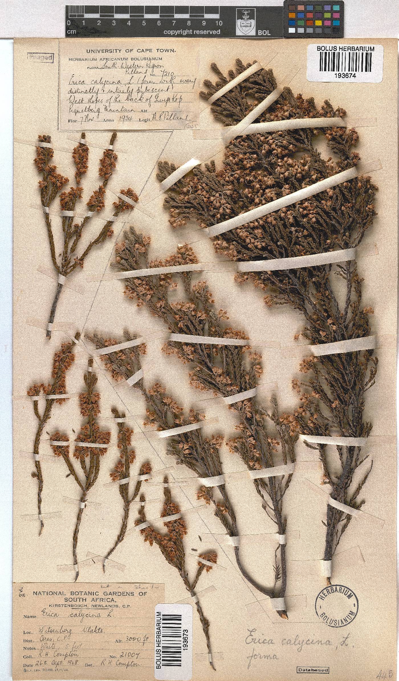 Erica calycina image