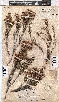 Erica pseudocalycina image