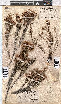 Erica pseudocalycina image