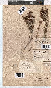 Erica pseudocalycina image