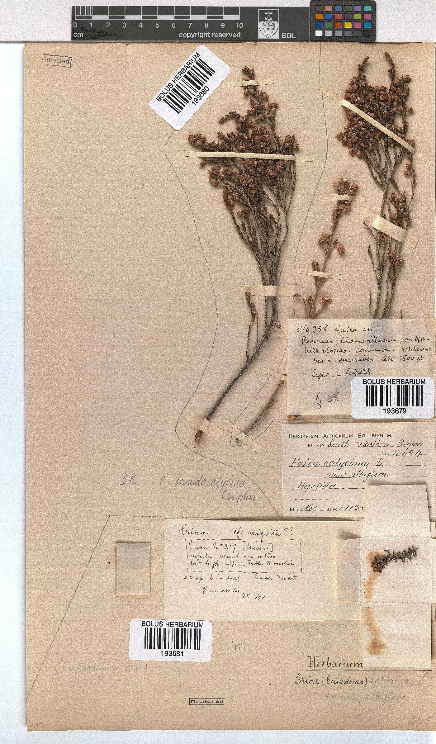 Erica pseudocalycina image