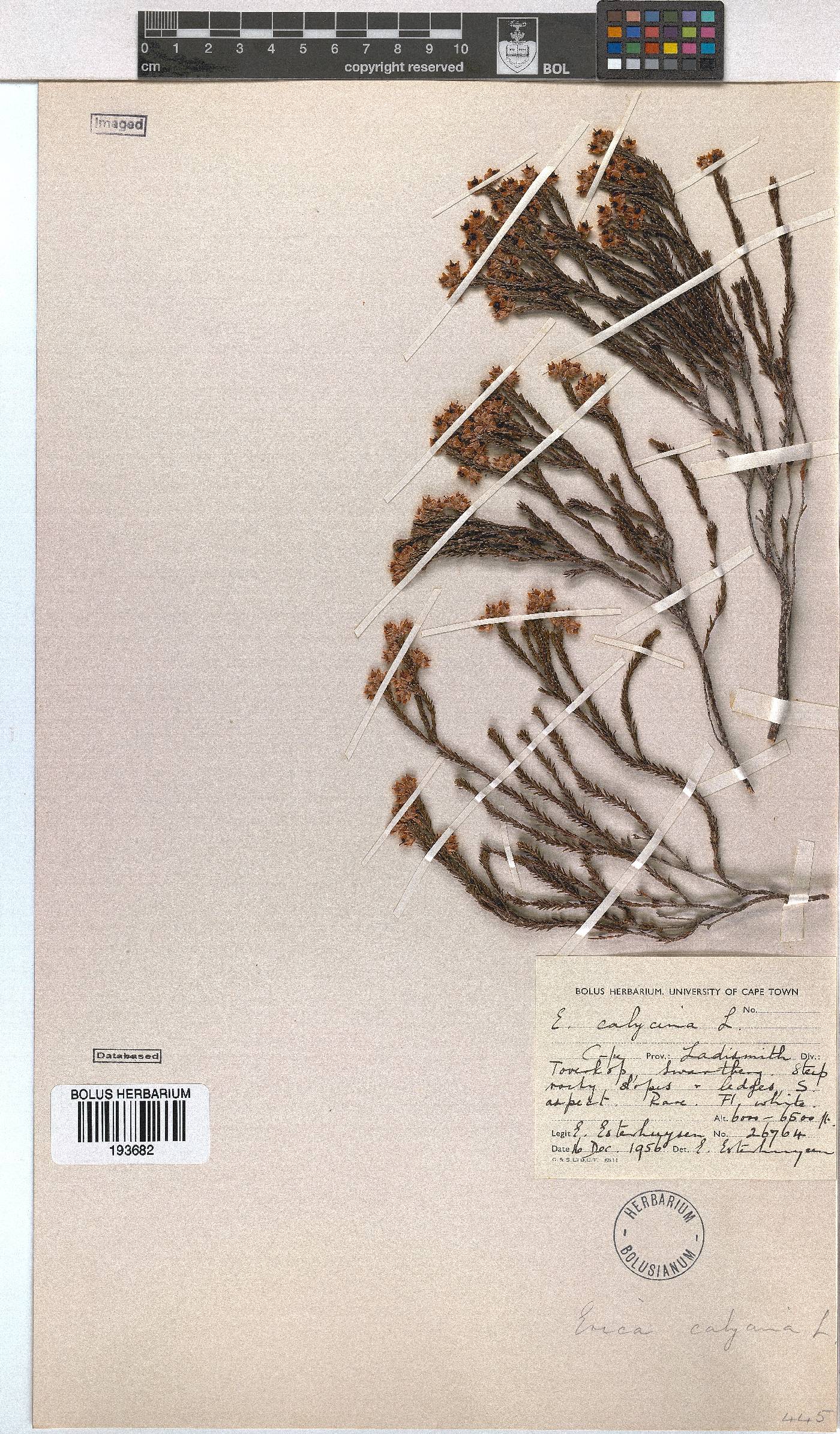 Erica pseudocalycina image