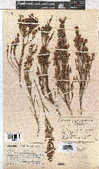 Erica pseudocalycina image