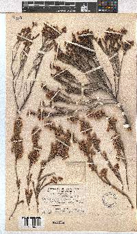 Erica pseudocalycina image