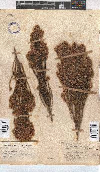 Erica pseudocalycina image