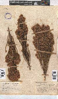 Erica pseudocalycina image