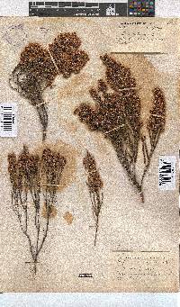 Erica pseudocalycina image