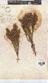 Erica pseudocalycina image