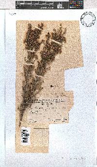 Image of Erica lucida