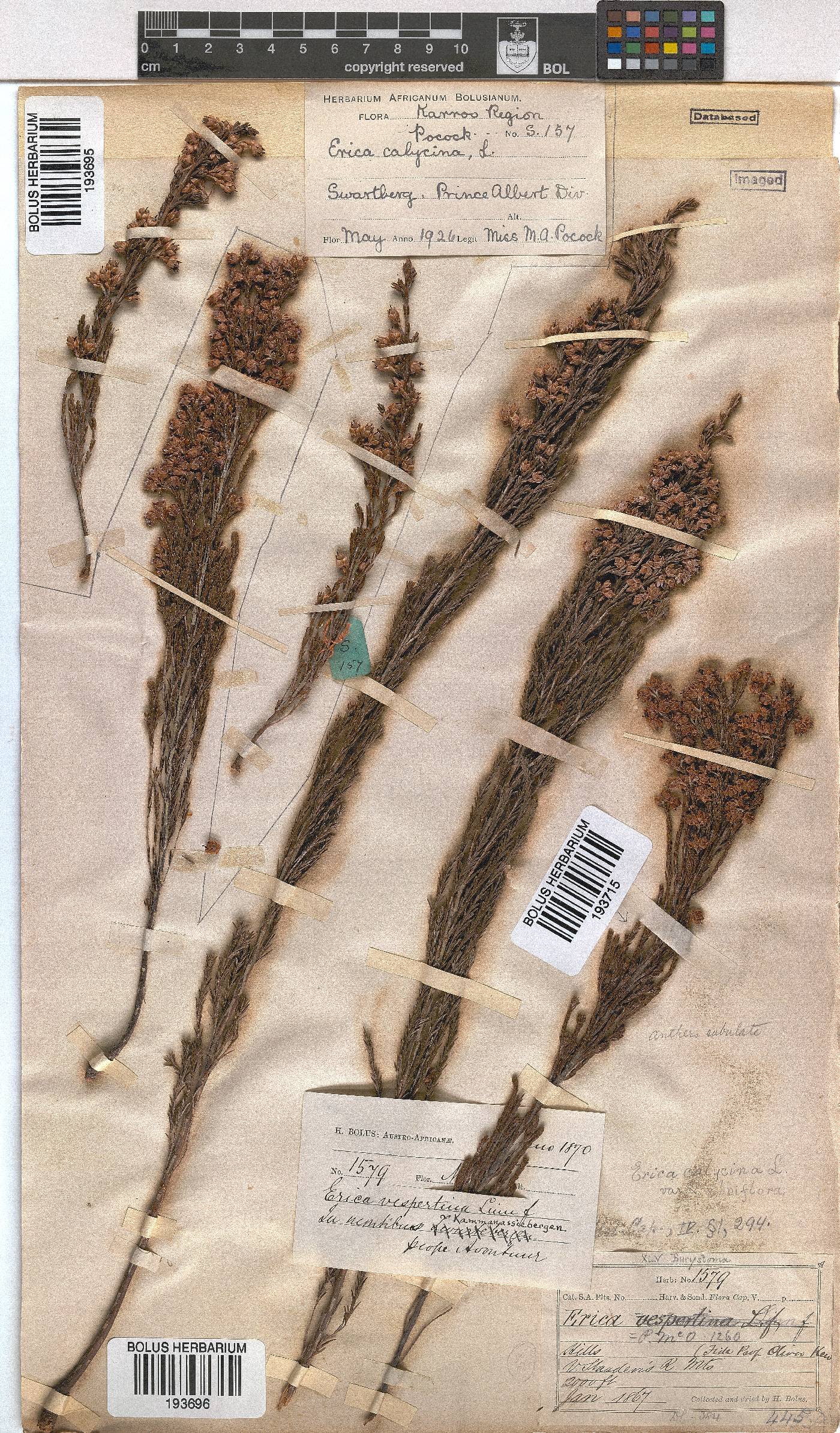 Erica pseudocalycina image