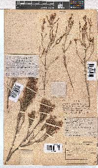 Erica pseudocalycina image