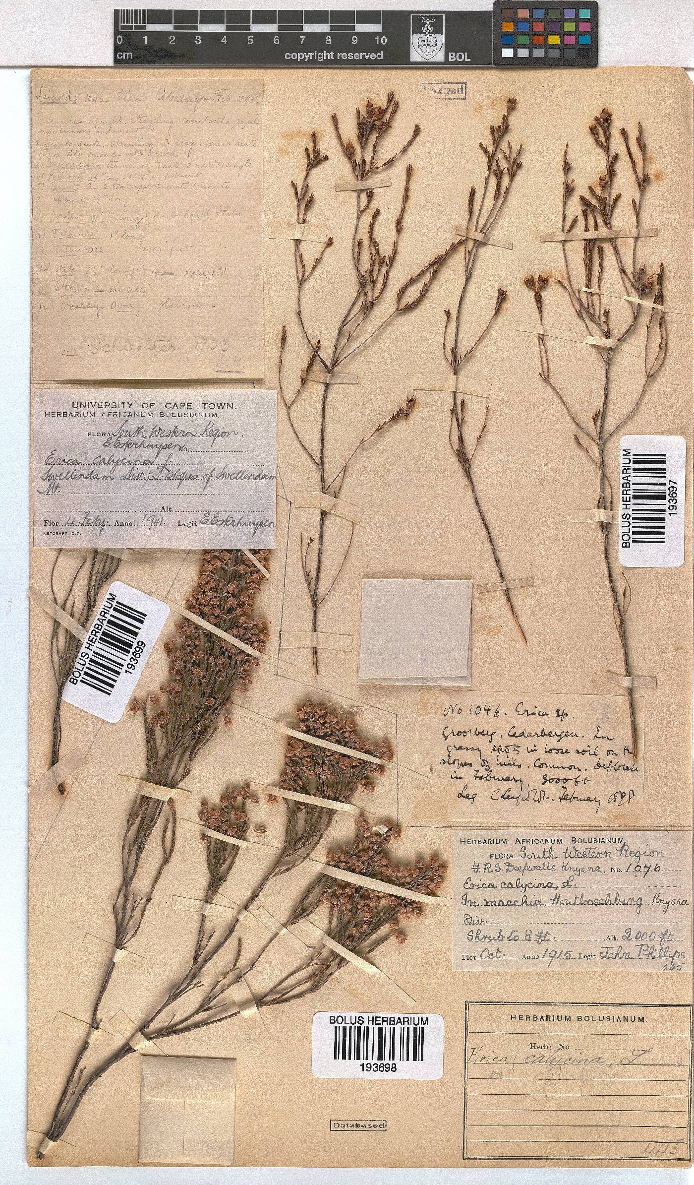 Erica pseudocalycina image