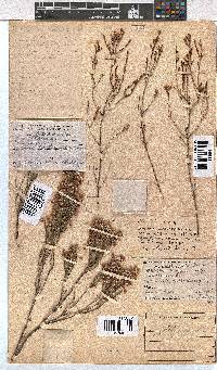 Erica pseudocalycina image