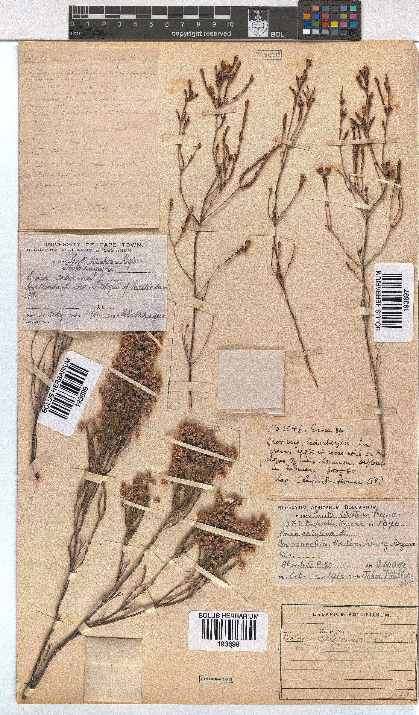 Erica pseudocalycina image