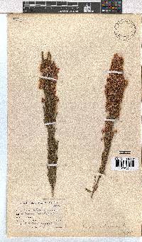 Erica pseudocalycina image