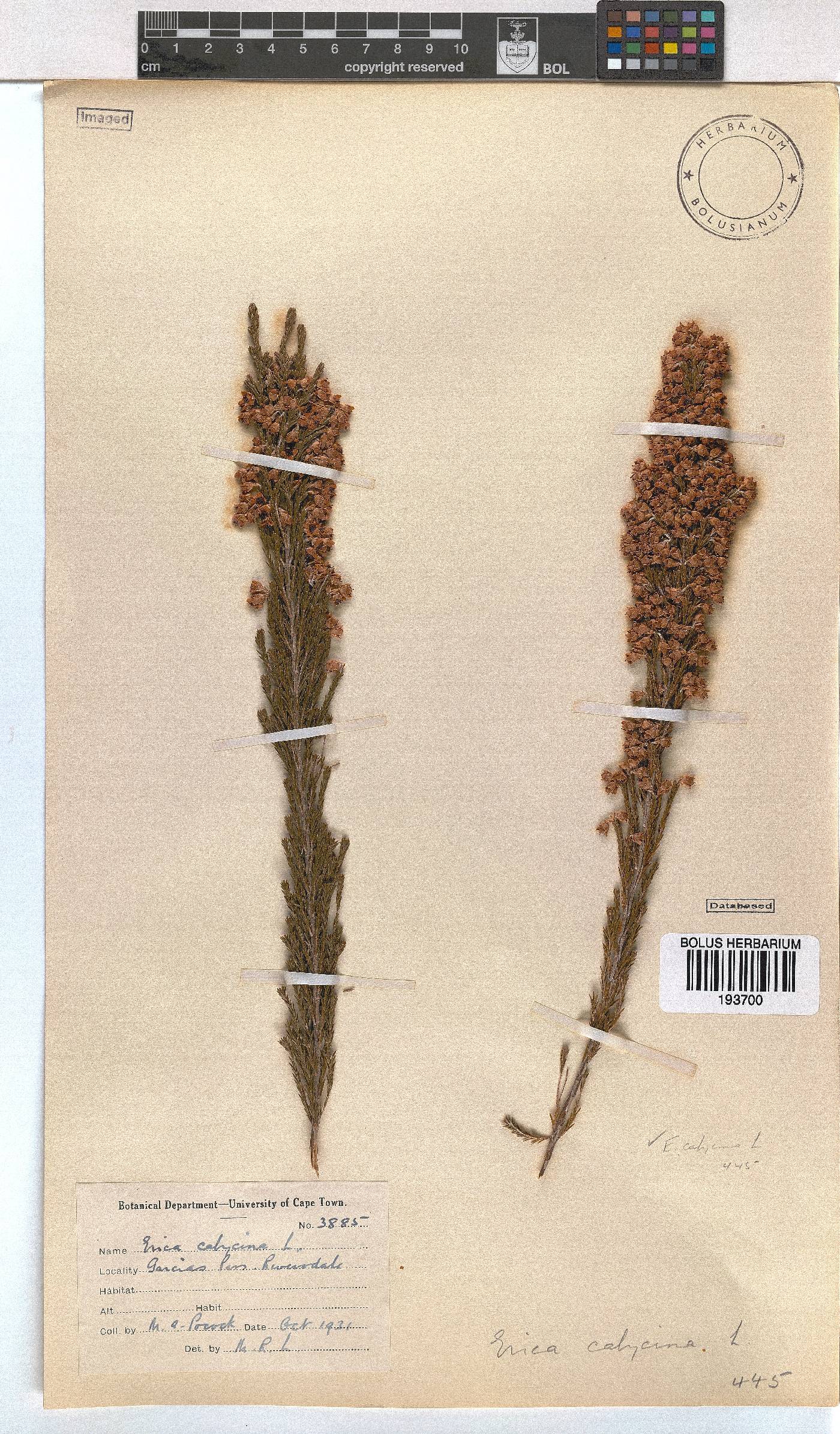Erica pseudocalycina image