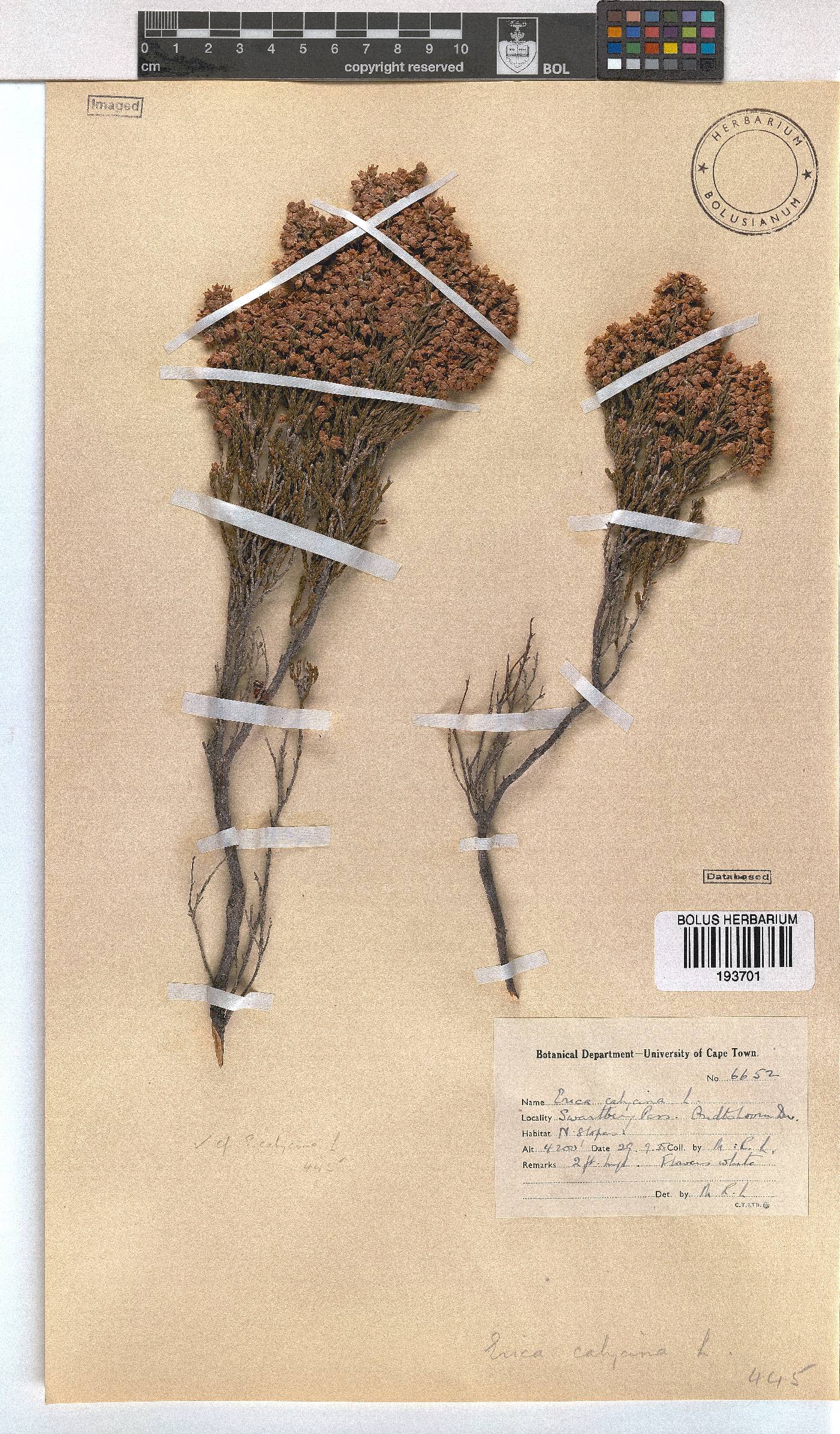 Erica pseudocalycina image