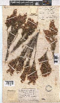 Erica pseudocalycina image