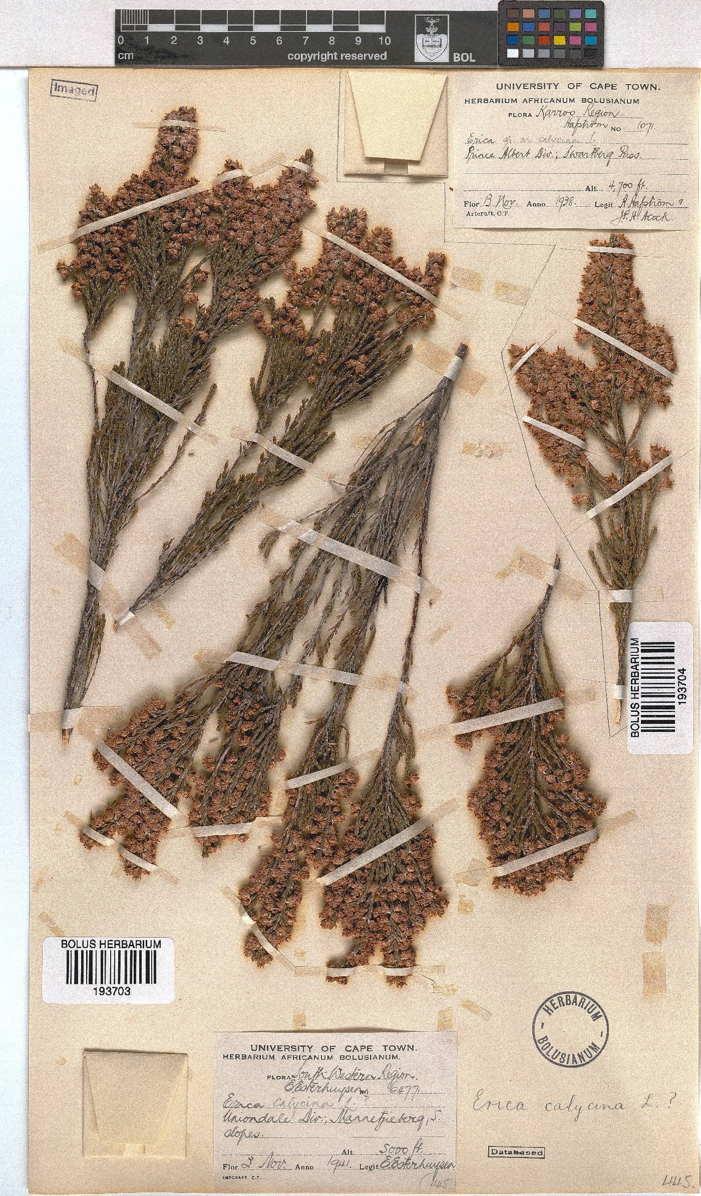 Erica pseudocalycina image