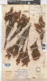 Erica pseudocalycina image