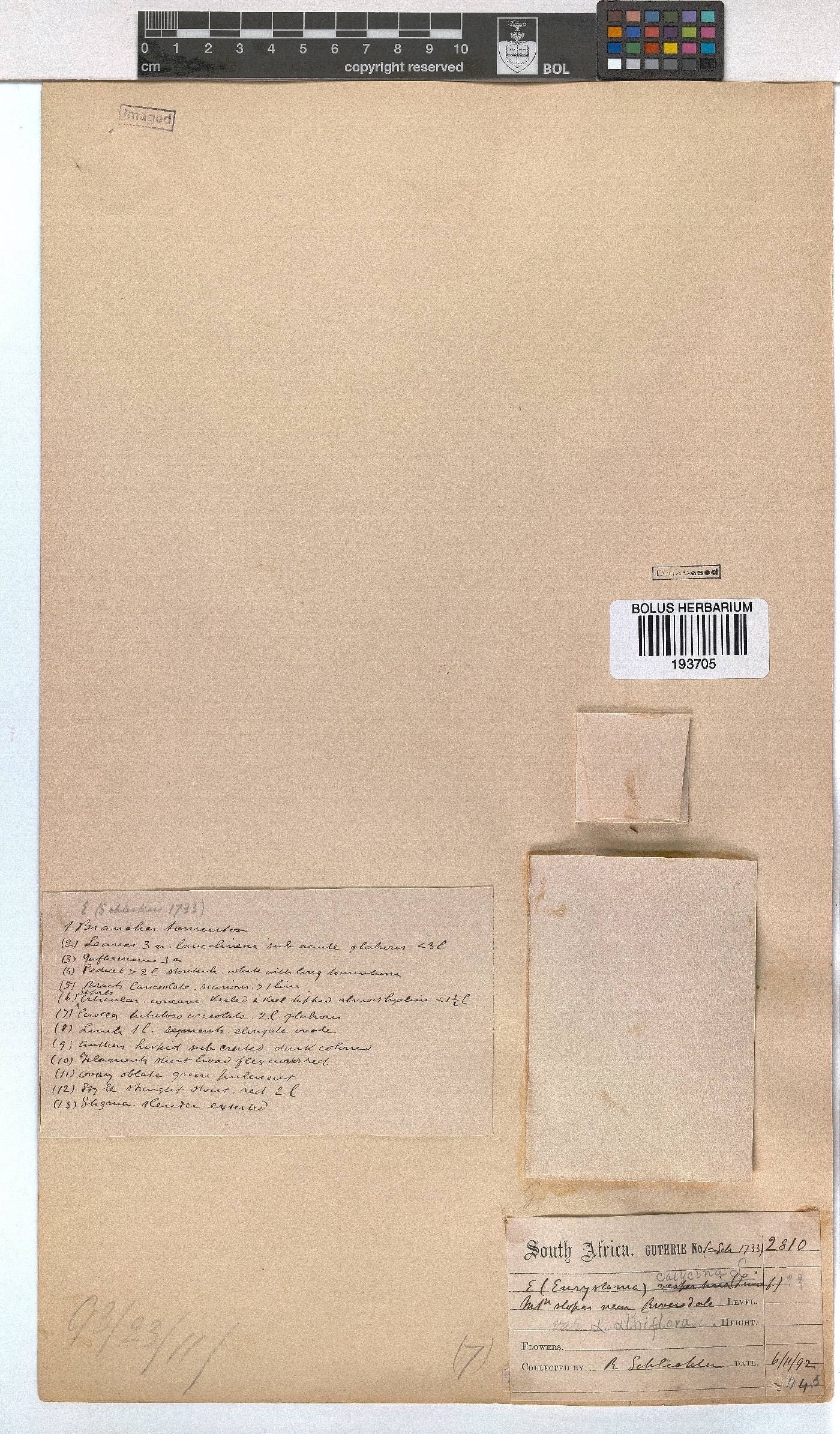 Erica pseudocalycina image