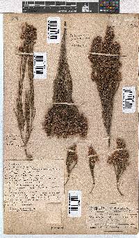 Erica pseudocalycina image