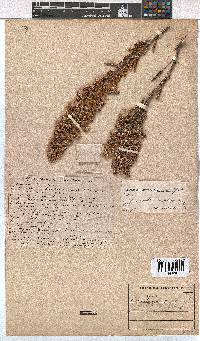 Erica pseudocalycina image