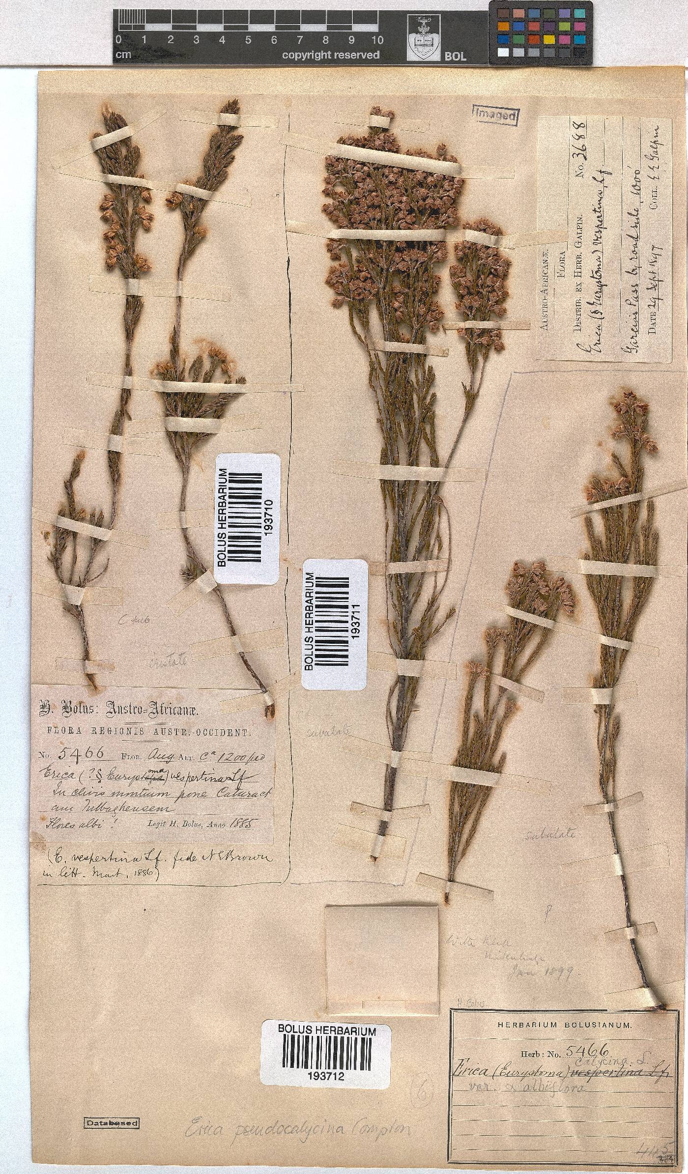 Erica pseudocalycina image