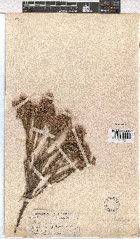 Erica pseudocalycina image