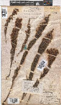 Erica pseudocalycina image