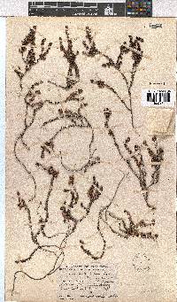 Erica truncata image