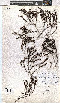 Erica truncata image