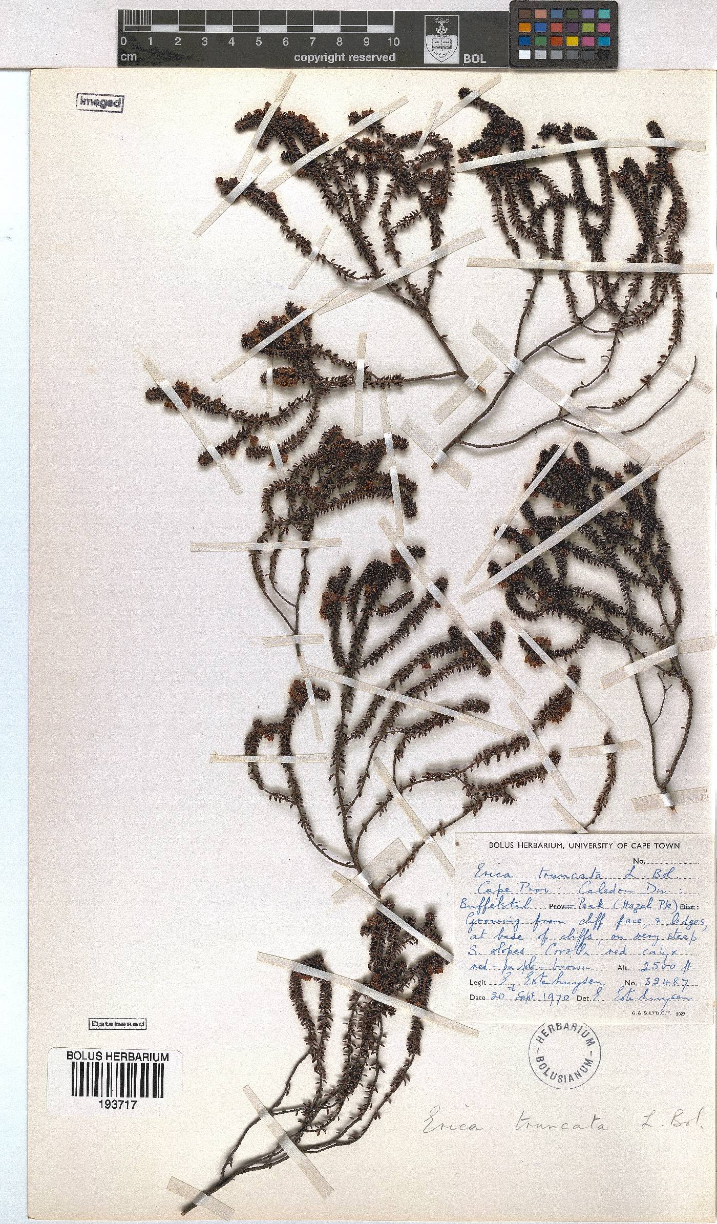 Erica truncata image