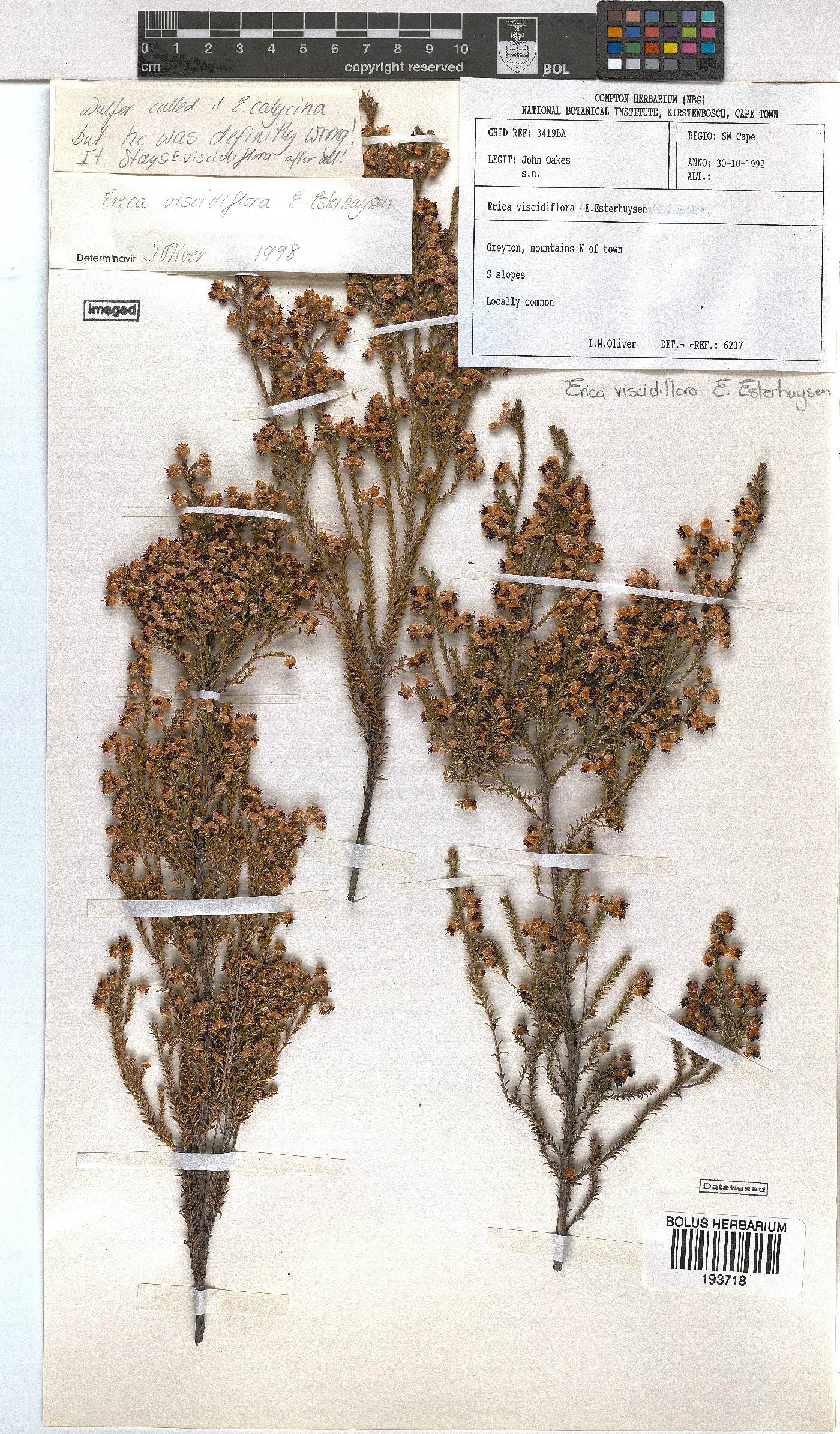 Erica viscidiflora image