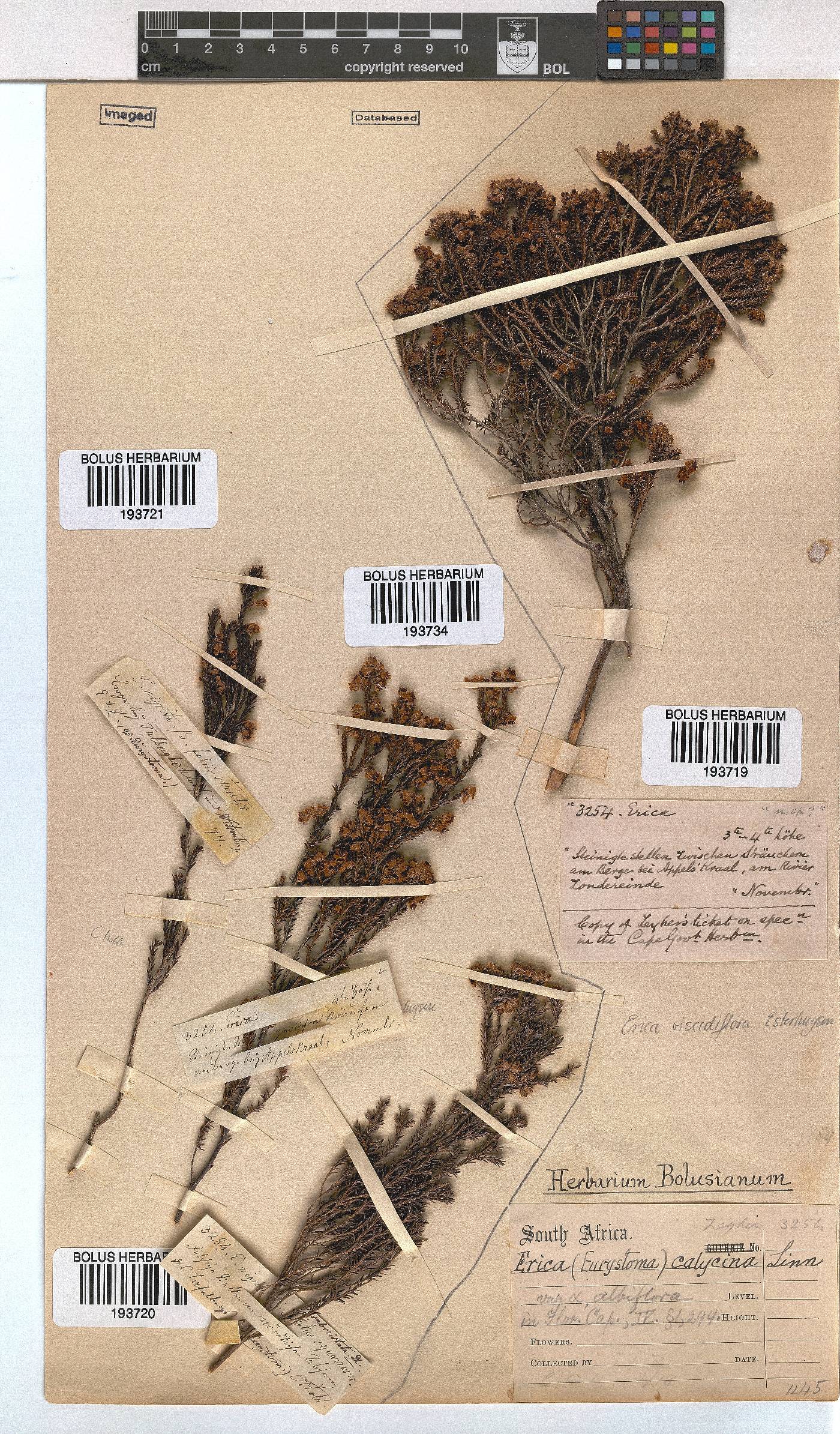 Erica viscidiflora image