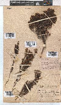 Erica viscidiflora image