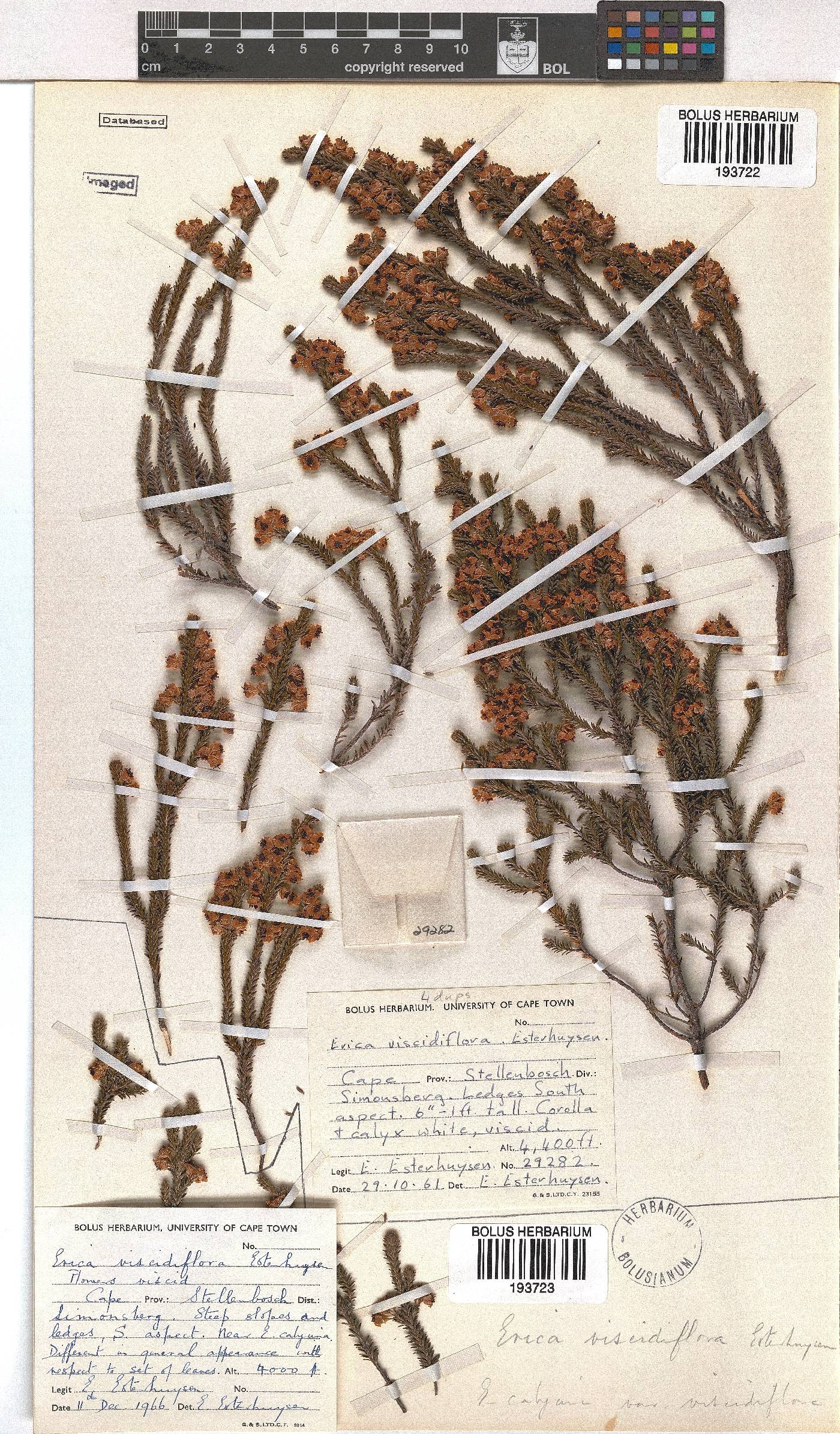 Erica viscidiflora image