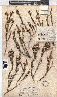 Erica viscidiflora image