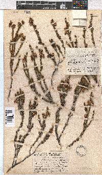 Erica viscidiflora image