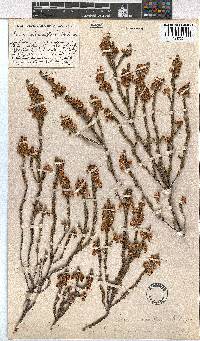 Erica viscidiflora image