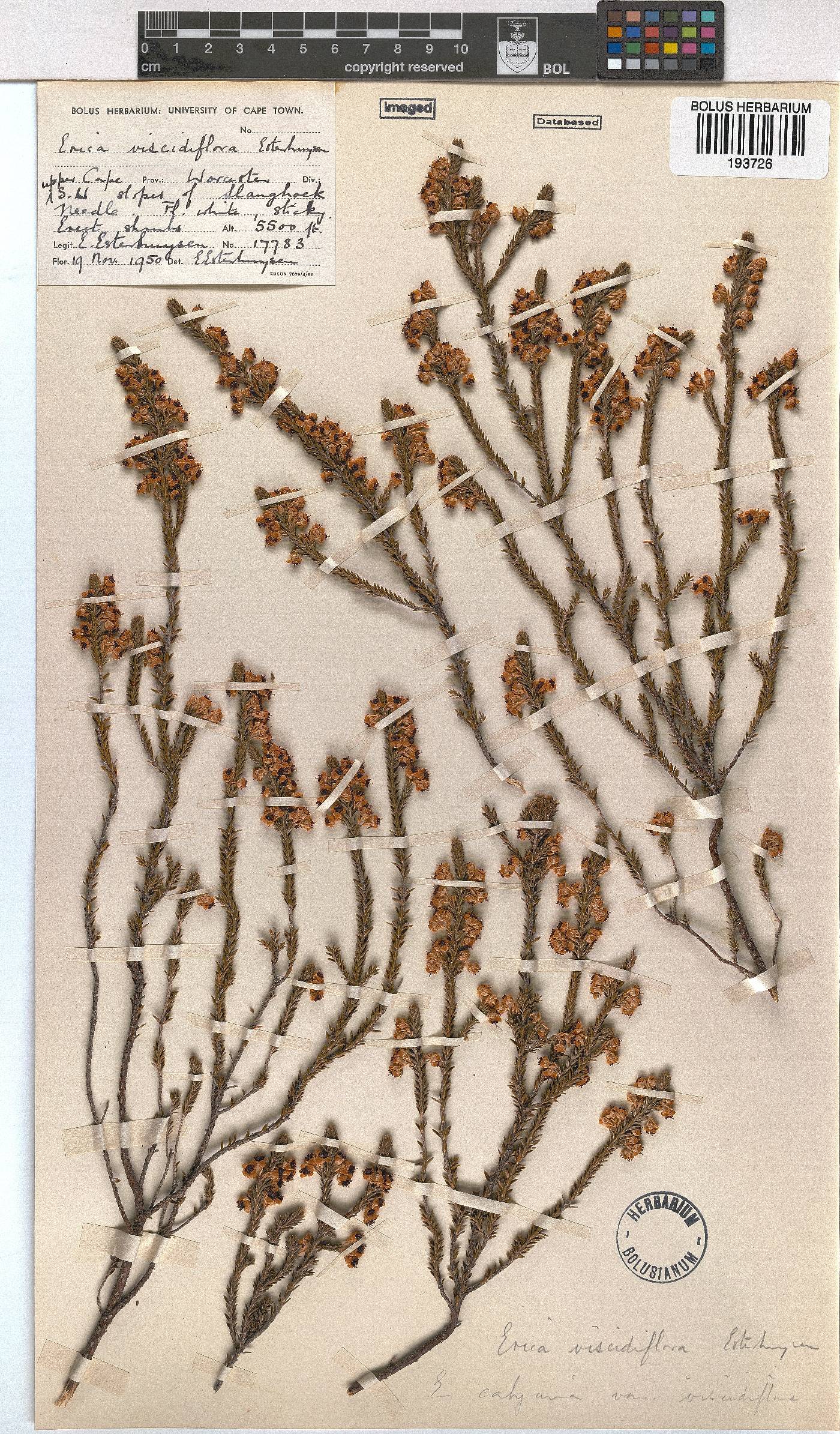 Erica viscidiflora image