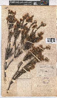 Erica viscidiflora image