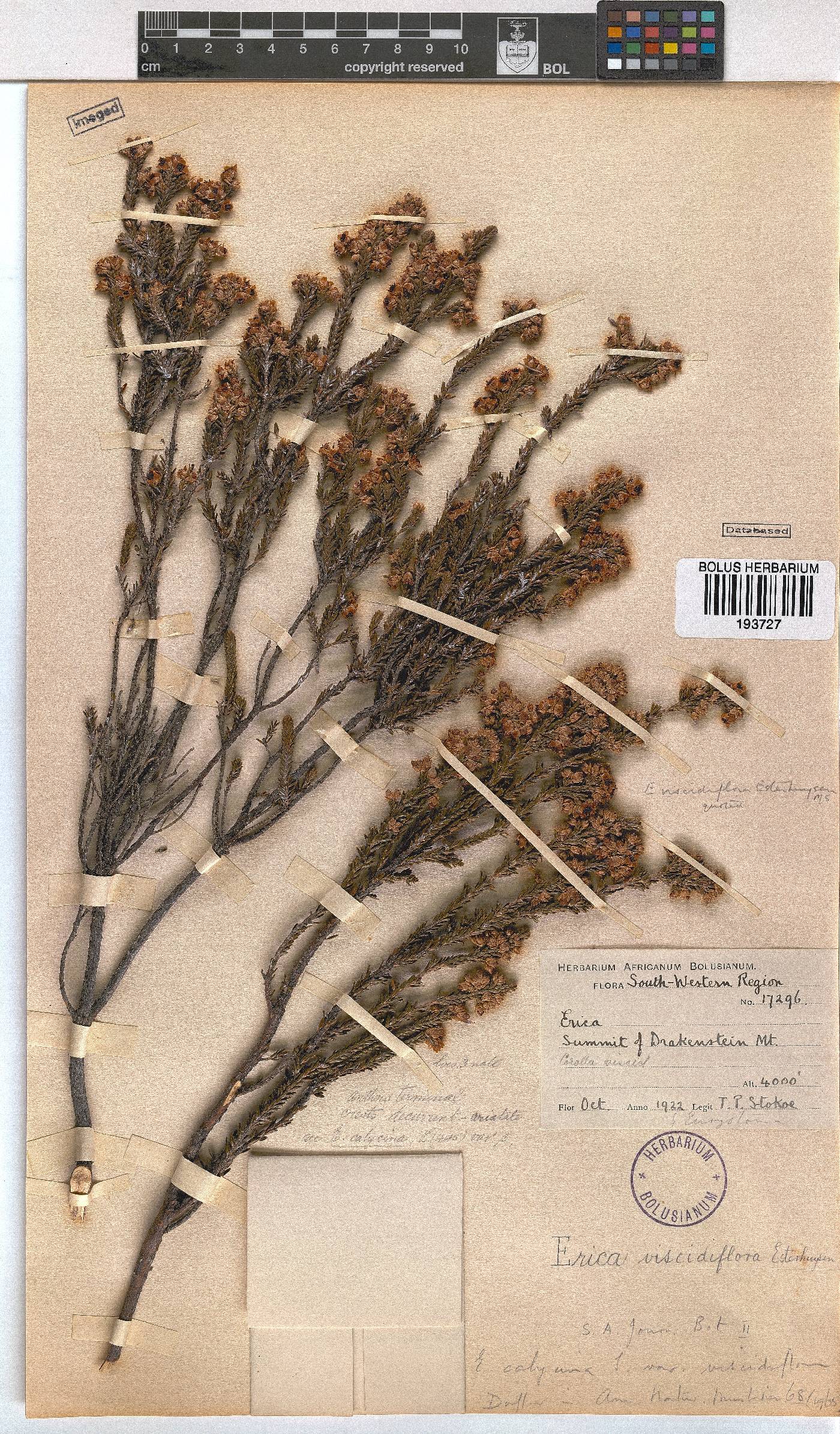 Erica viscidiflora image