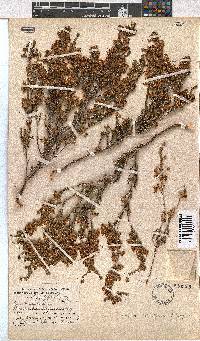 Erica viscidiflora image